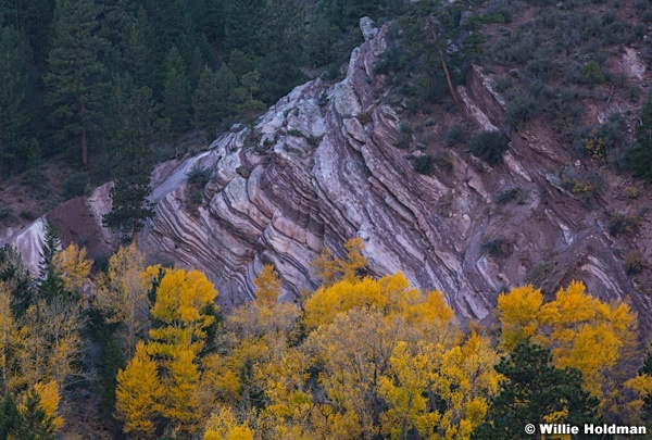 Yellow Cottonwoods 101020 6010 4