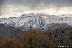 Timpanogos Orange Trees 040520 1629