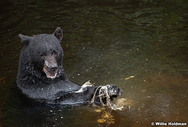 Black Bear Water 081916 4557