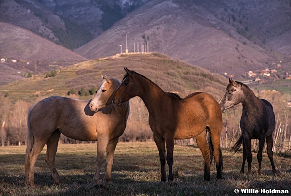 Three Horses 042214 5754