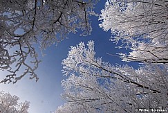 Heavenlyfrost013009 15907
