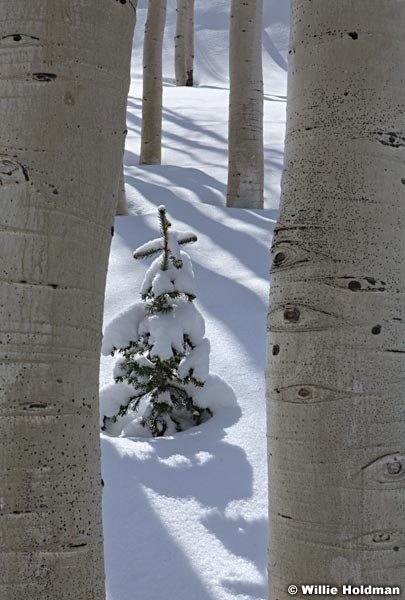 Pine Tree Shadow 041312 13