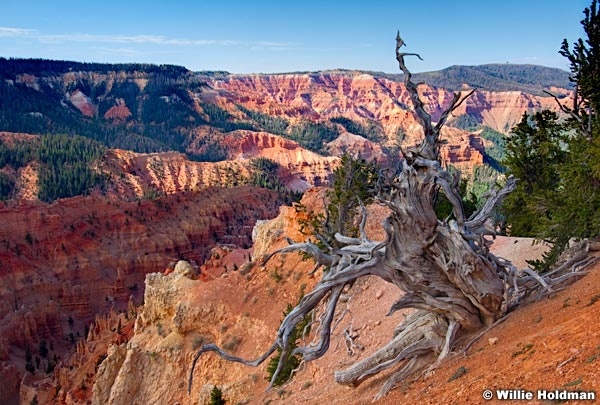 cedarbreakstwistedtree071310