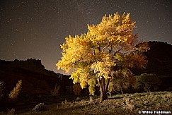 Capital Reef Tree 101916 5724