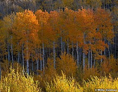 Orange Aspen Lines 100820 5315 6.7x3