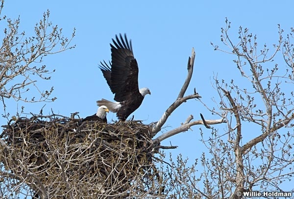 Eagletakeoff 28488