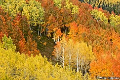 Redandyellowaspens09270811460 23487