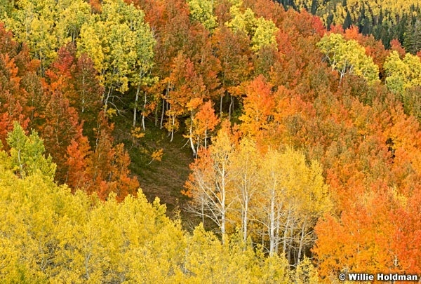 Redandyellowaspens09270811460 23487