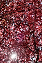 Maple Red Leaves 100121 7589