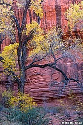 Yellow Cottonwood Desert Varnish Vert 110616 1857 4