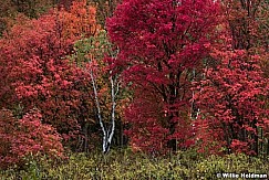 Richest Maple Autumn 092317 3212