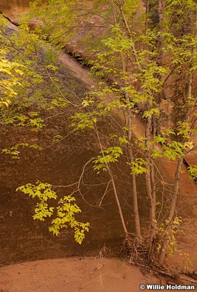 Box Elder 102012 490