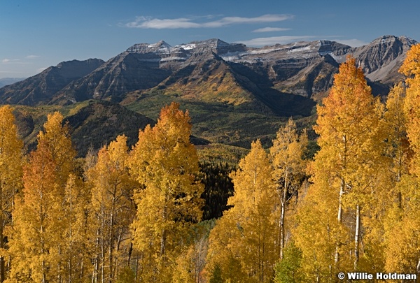 Yelllow Aspens Timpanogos 113021 6570