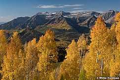 Yelllow Aspens Timpanogos 113021 6570