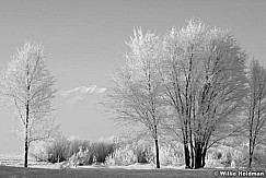 Frostytrees020209 2060