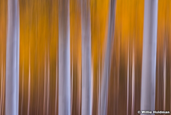 ImpressionisticOrange Aspens 100713 0056