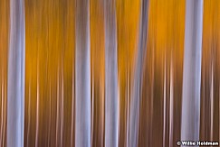 ImpressionisticOrange Aspens 100713 0056