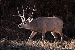 Mule Deer Buck 111318 8021 3