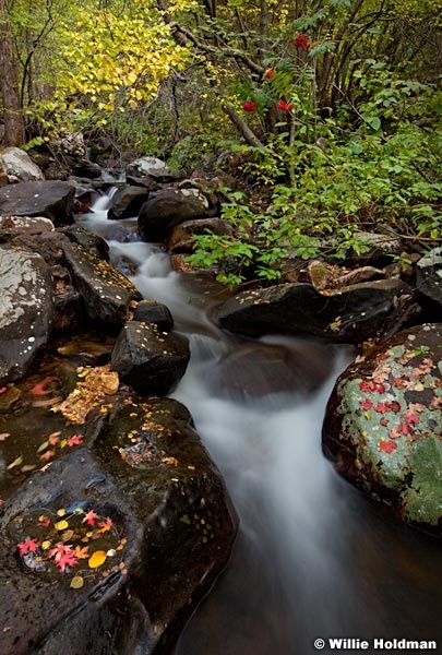 Stream maples autumn 101311 129