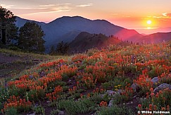 Crest Trail Wildflowers SunsetF 071214 0840