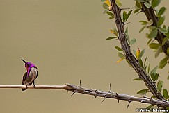 Humming Bird Grand Canyonclose042312 90