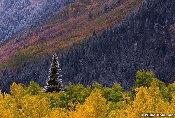 Aspen Dusting 100413 8066