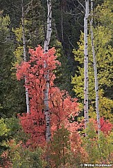 Red Maples Aspens 092919 3731 3