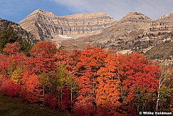 Timp Autumn Colors 092312