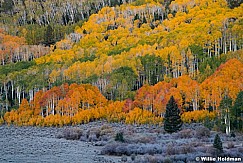 Orange Red Green Yellow Aspens 100223 7784 2