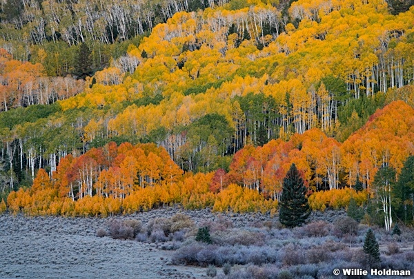 Orange Red Green Yellow Aspens 100223 7784 2