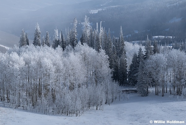 Frosty Trees Lake Creek 100125 7380 2