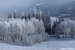 Frosty Trees Lake Creek 100125 7380 2