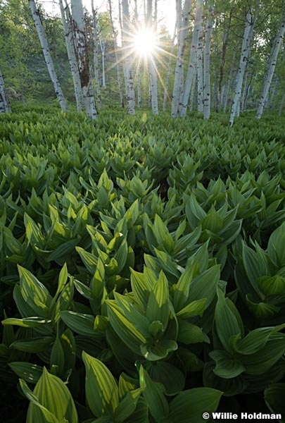 Skunk Cabbage Sunburst 060217 2891 2