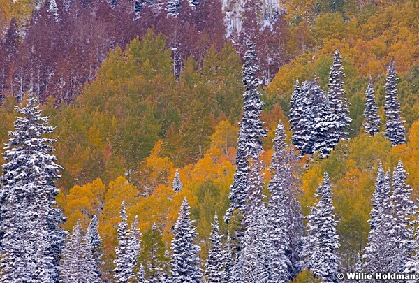 Aspens pines Dusting 100413 8165