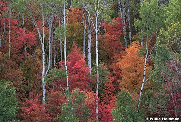 Maples In Wasatch 091720 8770 4