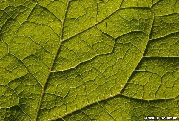 closeupbacklitfleaf092008 3573