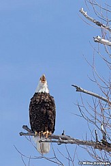 Bald Eagle 021512 28