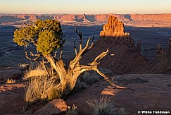 Canyonlands Tree 102920 9520 2