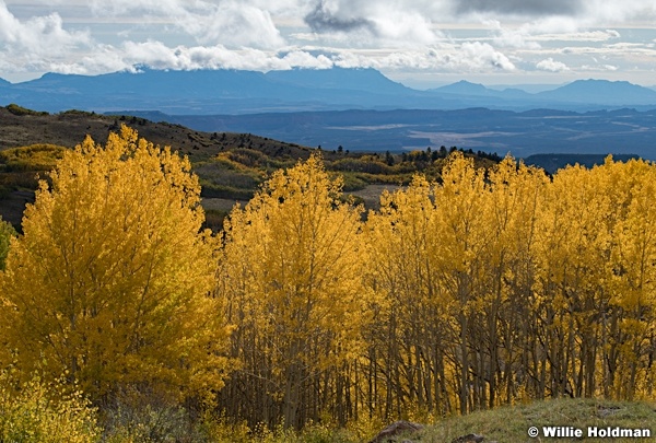 Bright Yellow Aspens Boulder 100223 7513