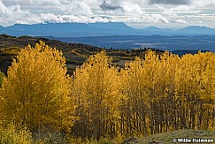 Bright Yellow Aspens Boulder 100223 7513