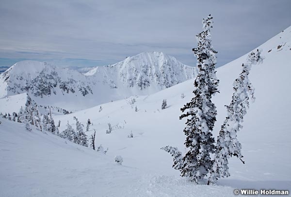 frostytrees022811 459