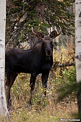 Moose Utah 100411 6
