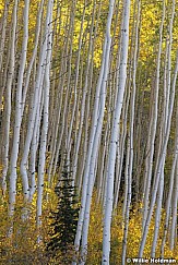 Golden Aspens Pine 093012