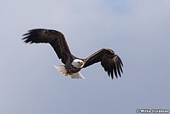 Bald Eagle In Flight 031421 5245 5