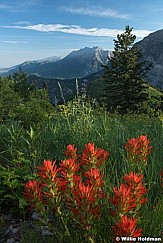 Timpanogos PaintbrushF 063016 3721 2 2