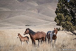 Wild Horses Paint 040320 0993