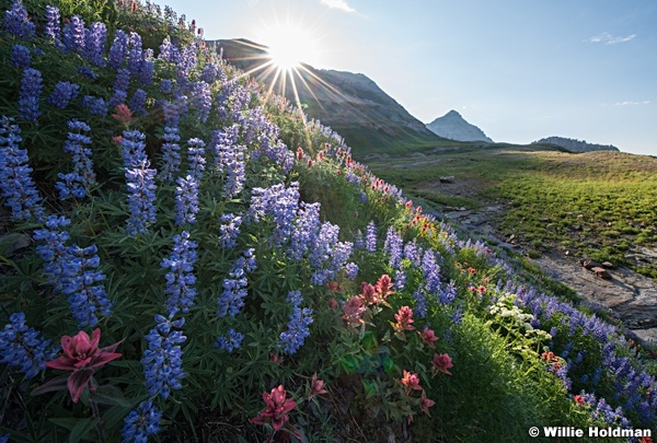 Timpanogos Wildflowers 080116 6668 2