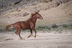 Mustang Run 051521 7743