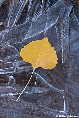 Cottonwood Leaf Ice 111524 8802