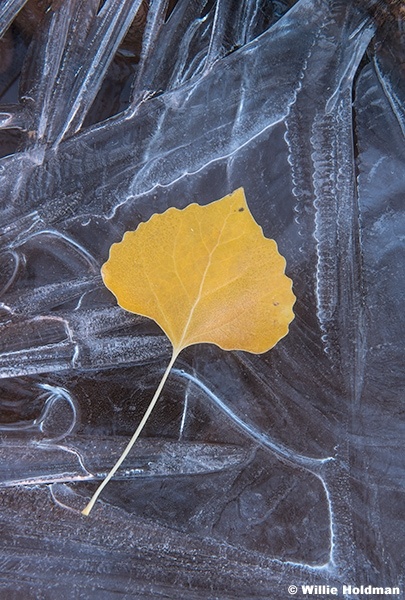 Cottonwood Leaf Ice 111524 8802